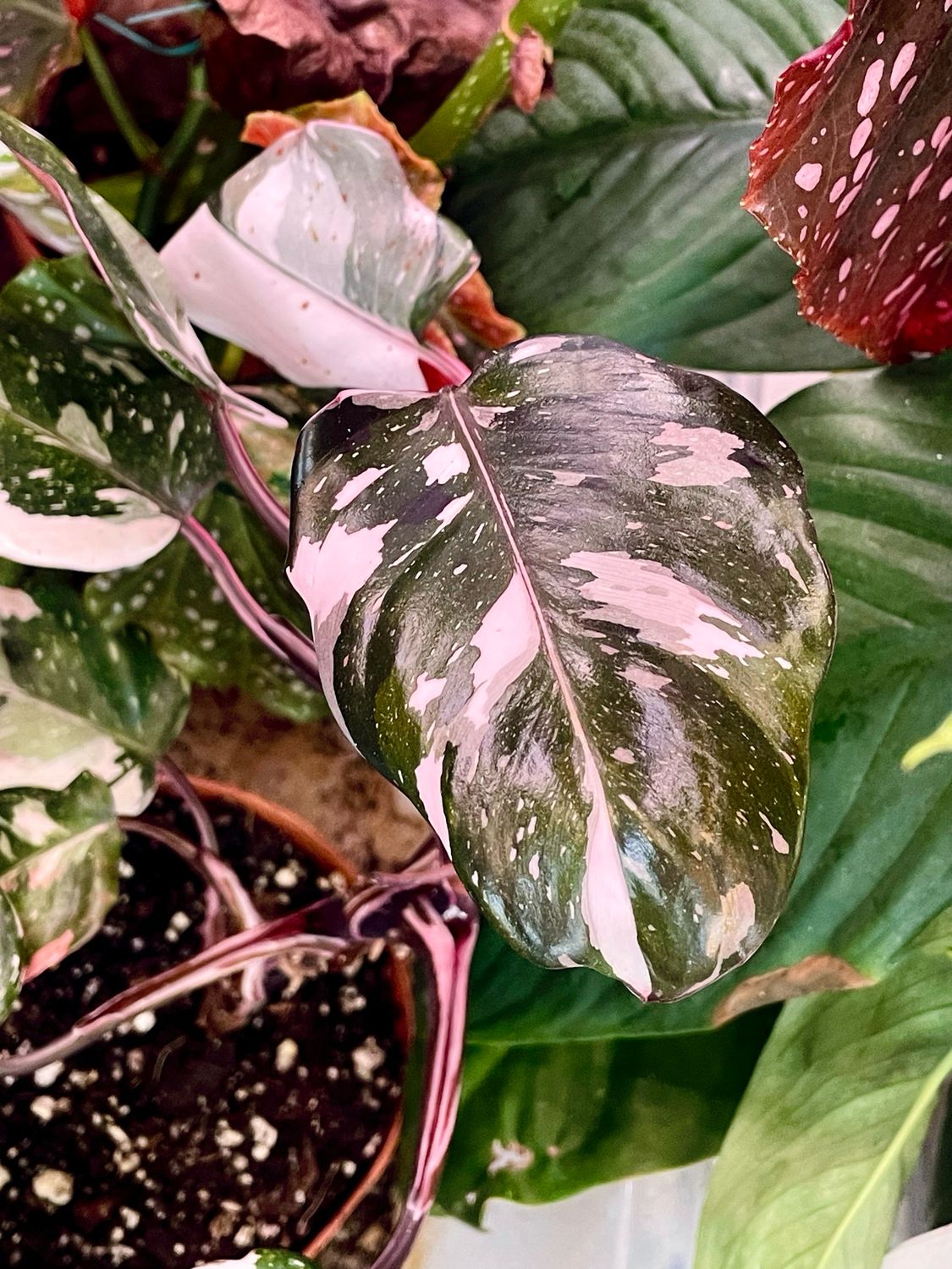 Philodendron Red Anderson 