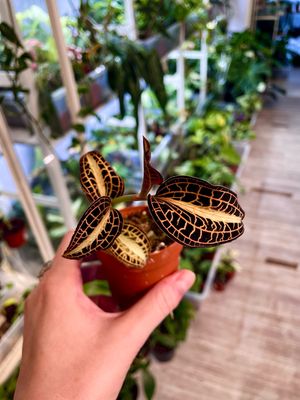 Jewel orchid Sunstone dragulj orhideja