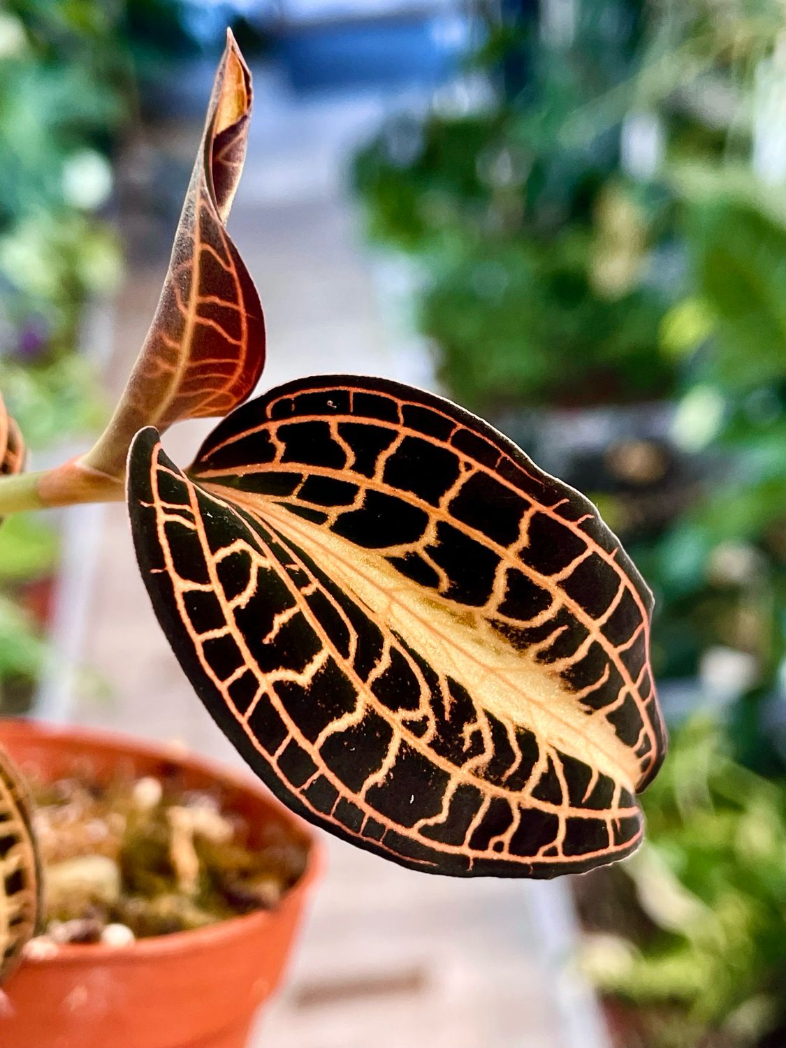 Jewel orchid Sunstone dragulj orhideja