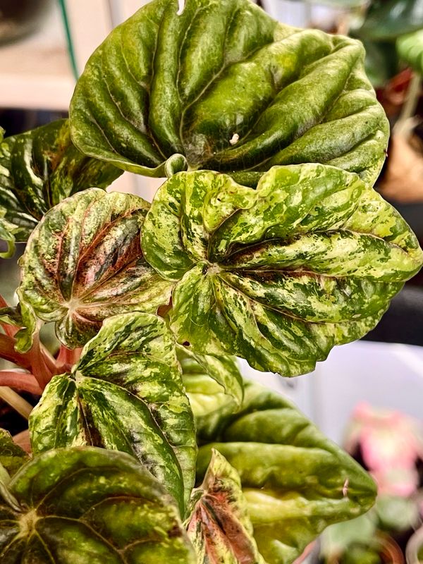 Peperomia Buenos Aires fi6