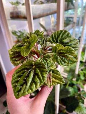 Peperomia Buenos Aires fi6
