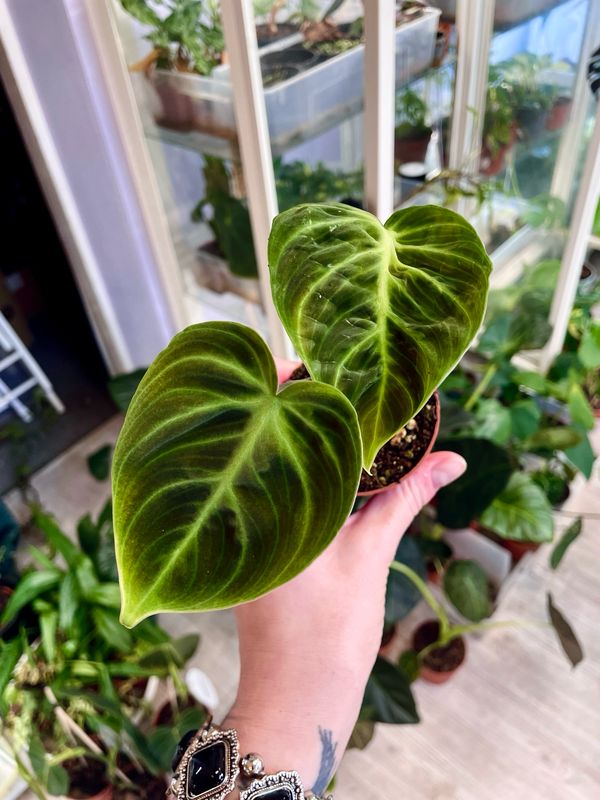 Philodendron El Choco Red 