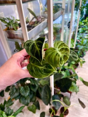Philodendron El Choco Red 