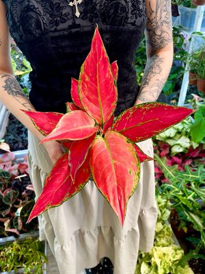 Aglaonema Cherry Baby fi12