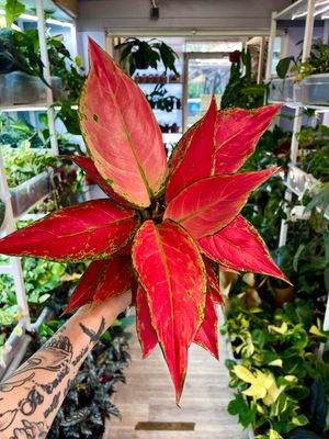 Aglaonema Cherry Baby fi12