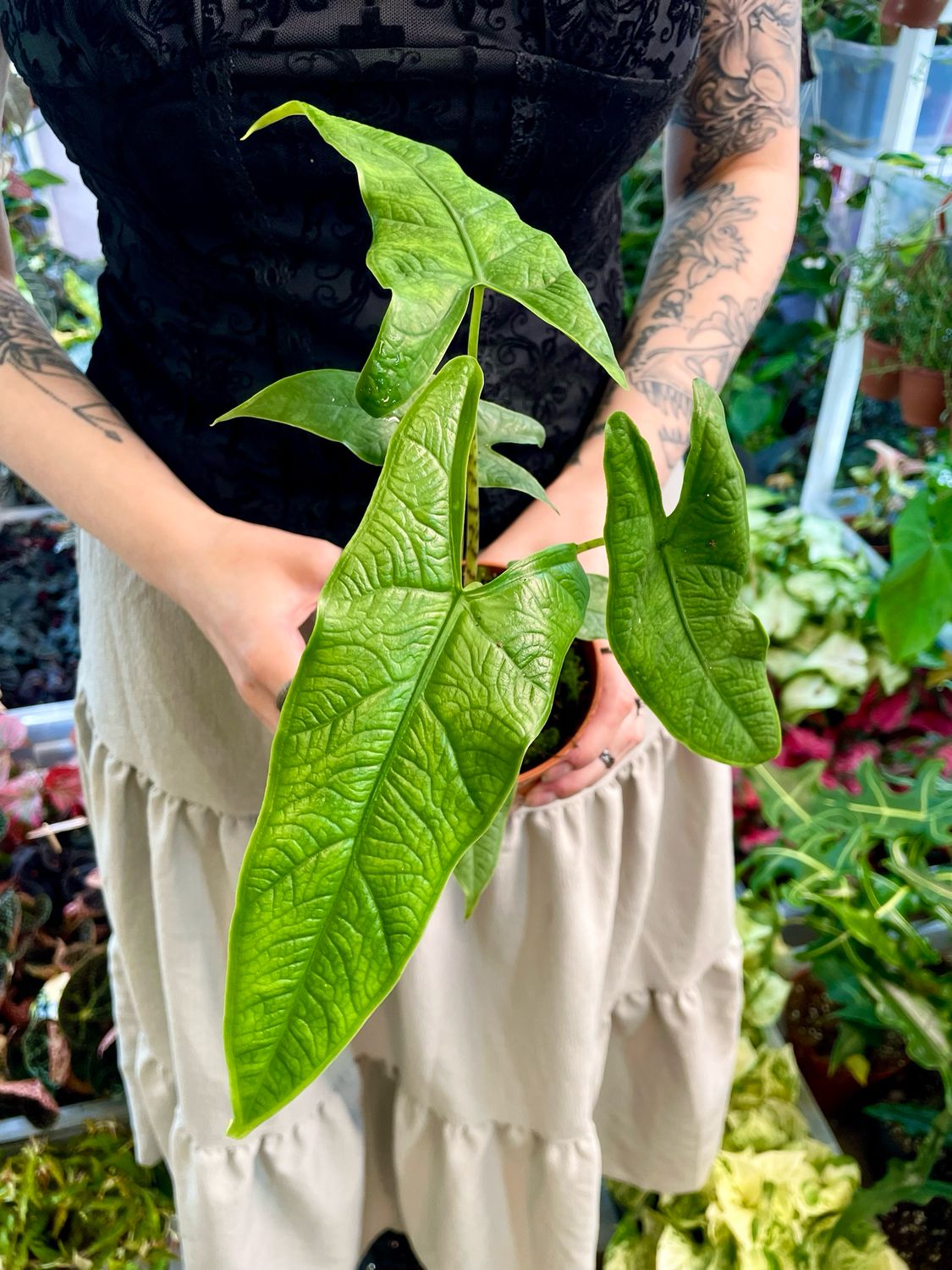 Alocasia Sulawesi green carpet fi10,5