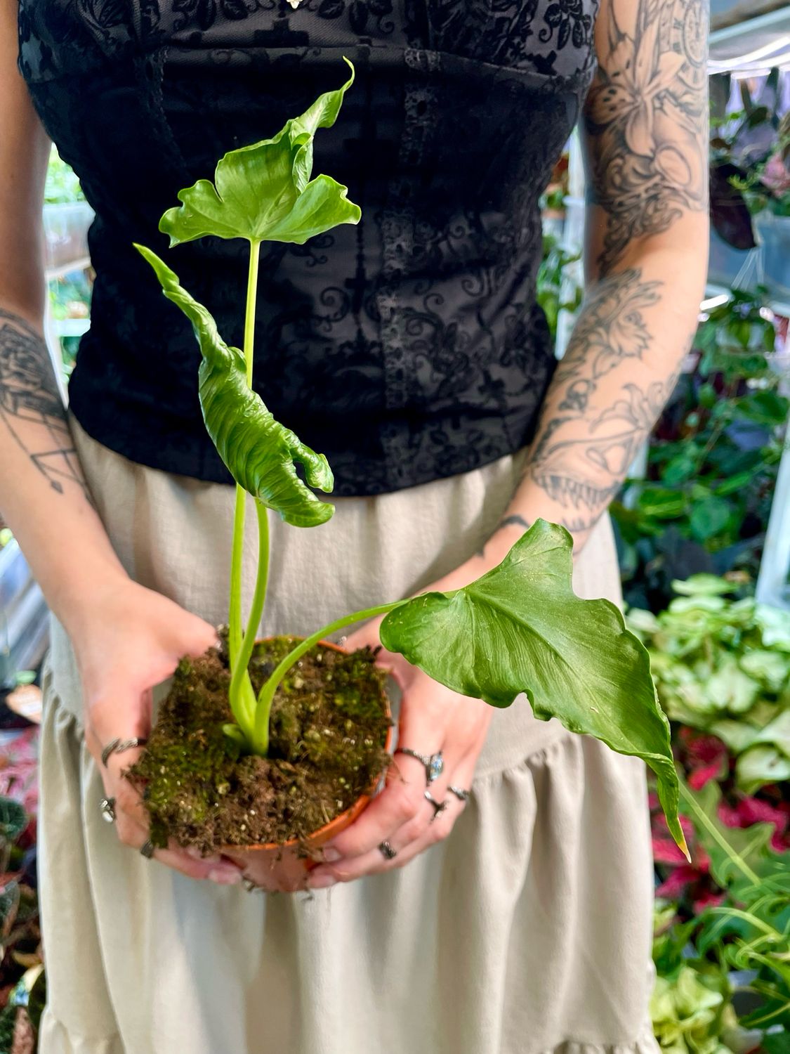 Alocasia Triangularis (Alocasia cucullata ‘Crinkles’) fi10,50