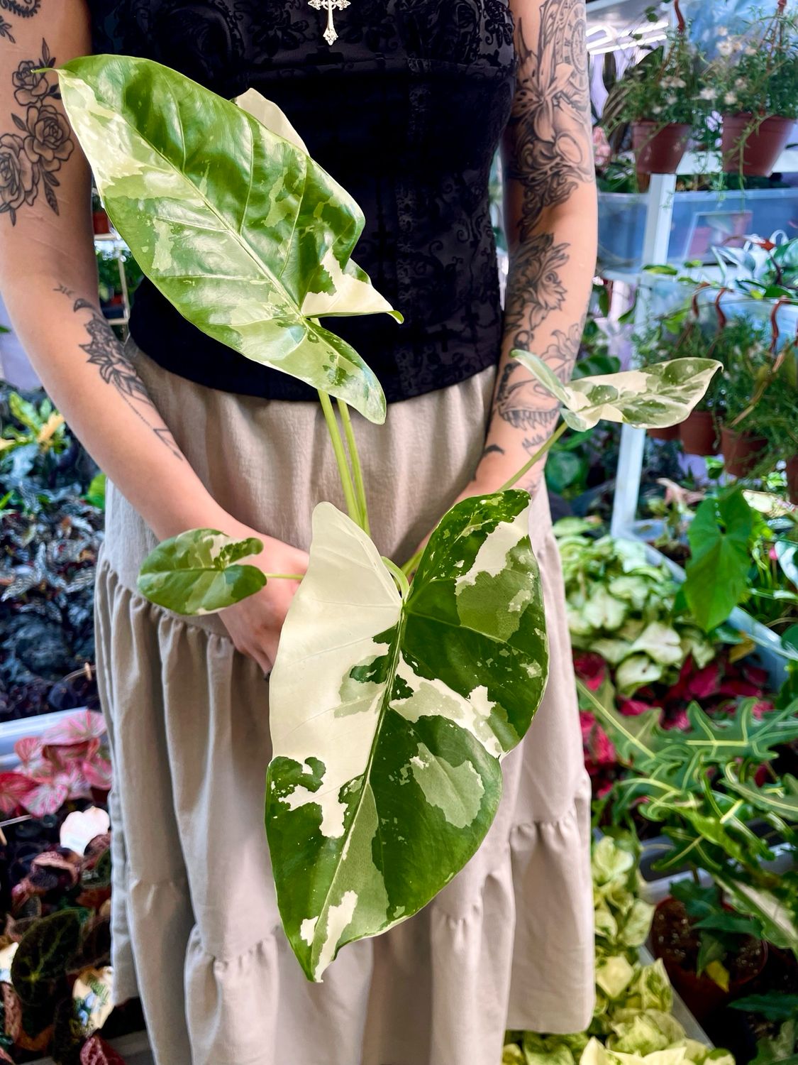 Alocasia Macrorrhiza variegata fi10,50
