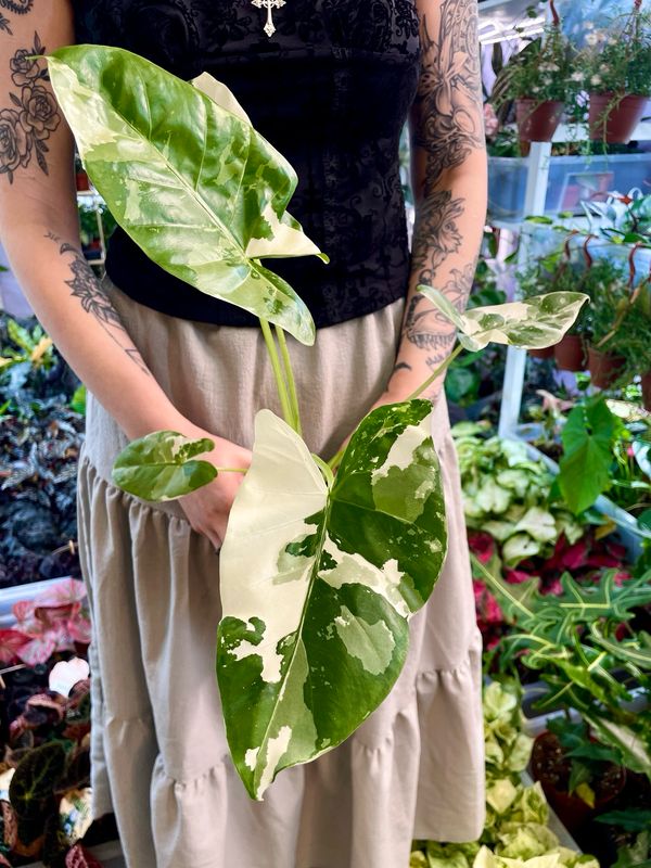 Alocasia Macrorrhiza variegata fi10,50