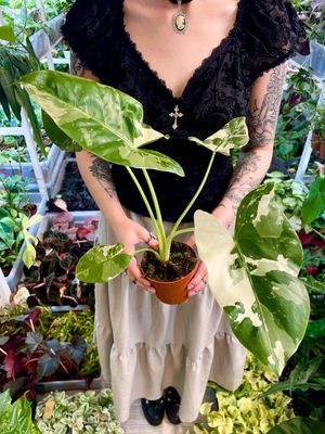 Alocasia Macrorrhiza variegata fi10,50