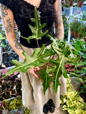 Alocasia Portei Zebra fi17