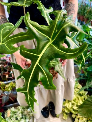 Alocasia Portei Zebra fi17