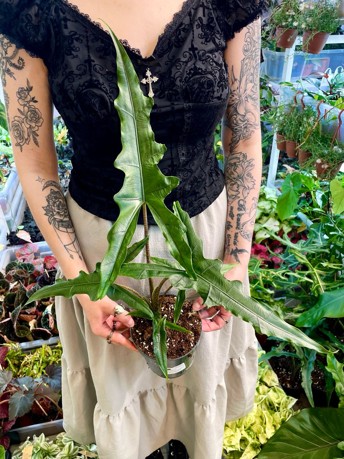 Alocasia Sabrina Narrow fi14