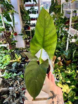 Alocasia scabriuscula fi10,50