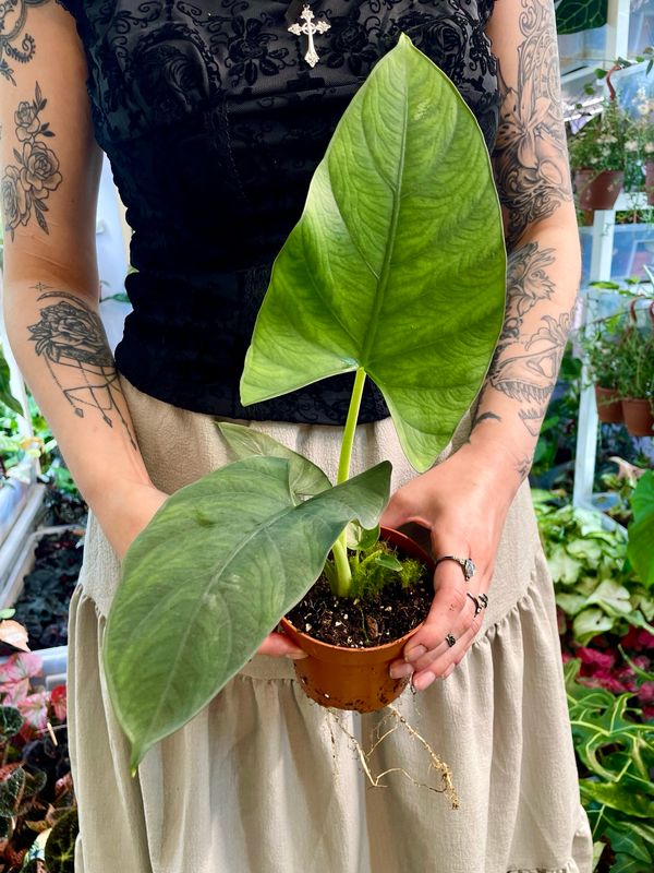 Alocasia scabriuscula fi10,50