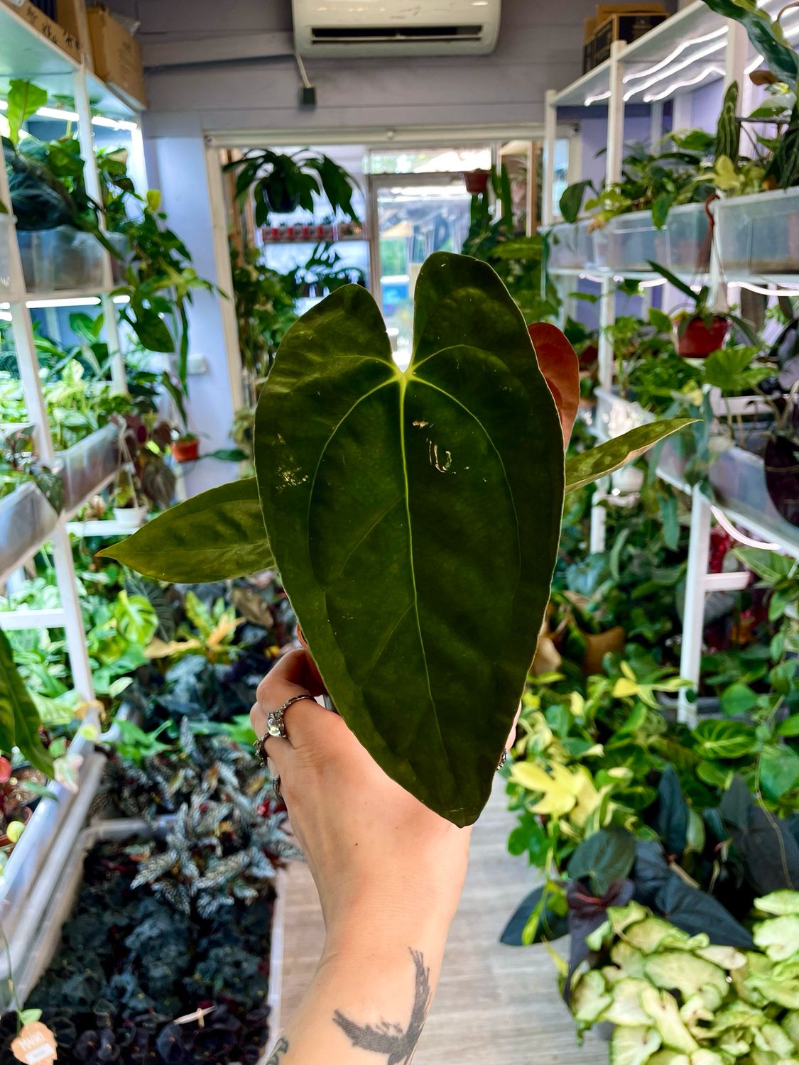 Anthurium Papillilaminim