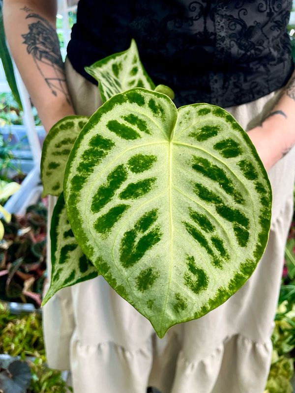 Anthurium Super silver blush fi12