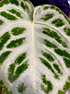 Anthurium Super silver blush fi12