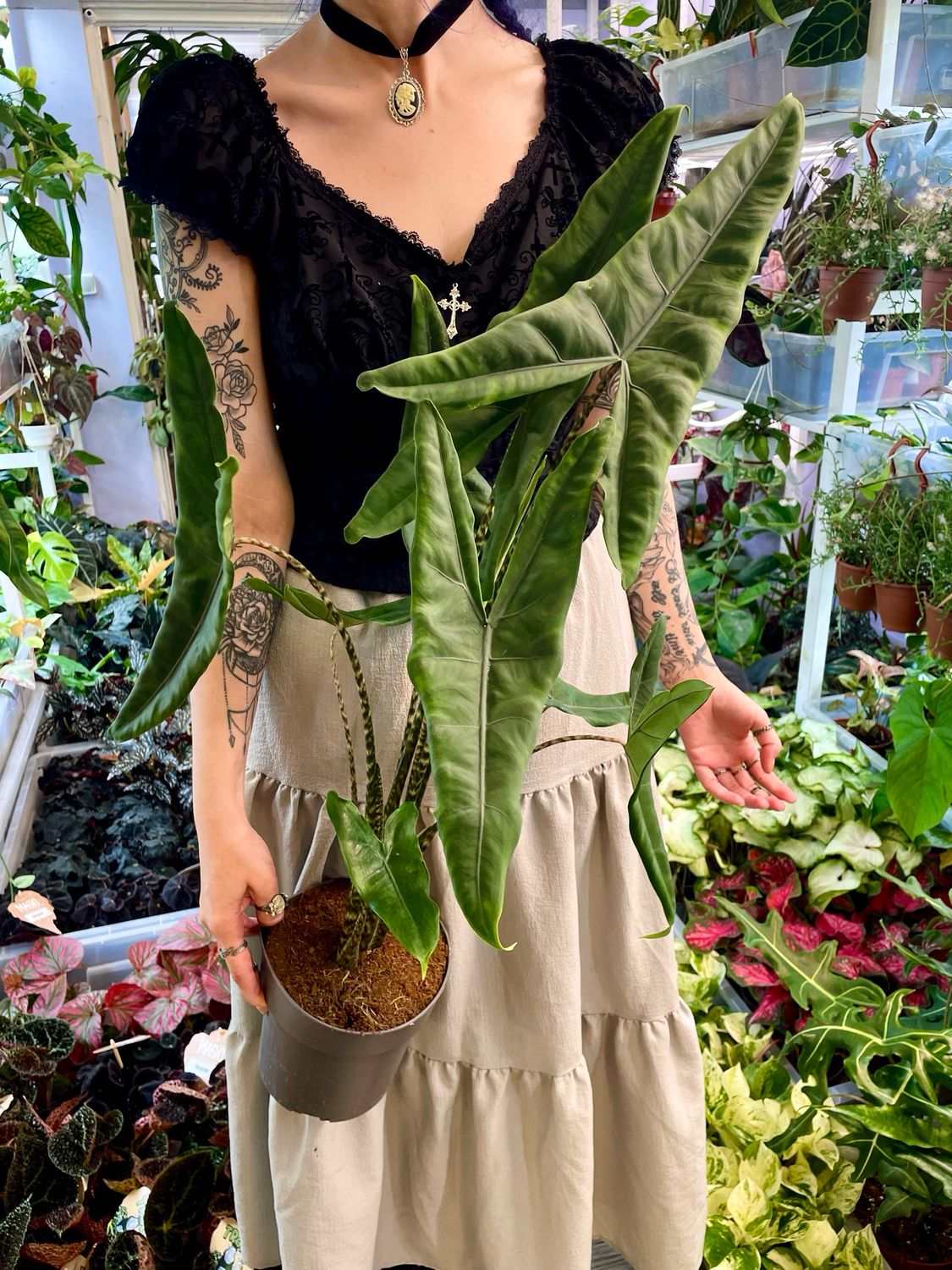 Alocasia Tigrina fi17