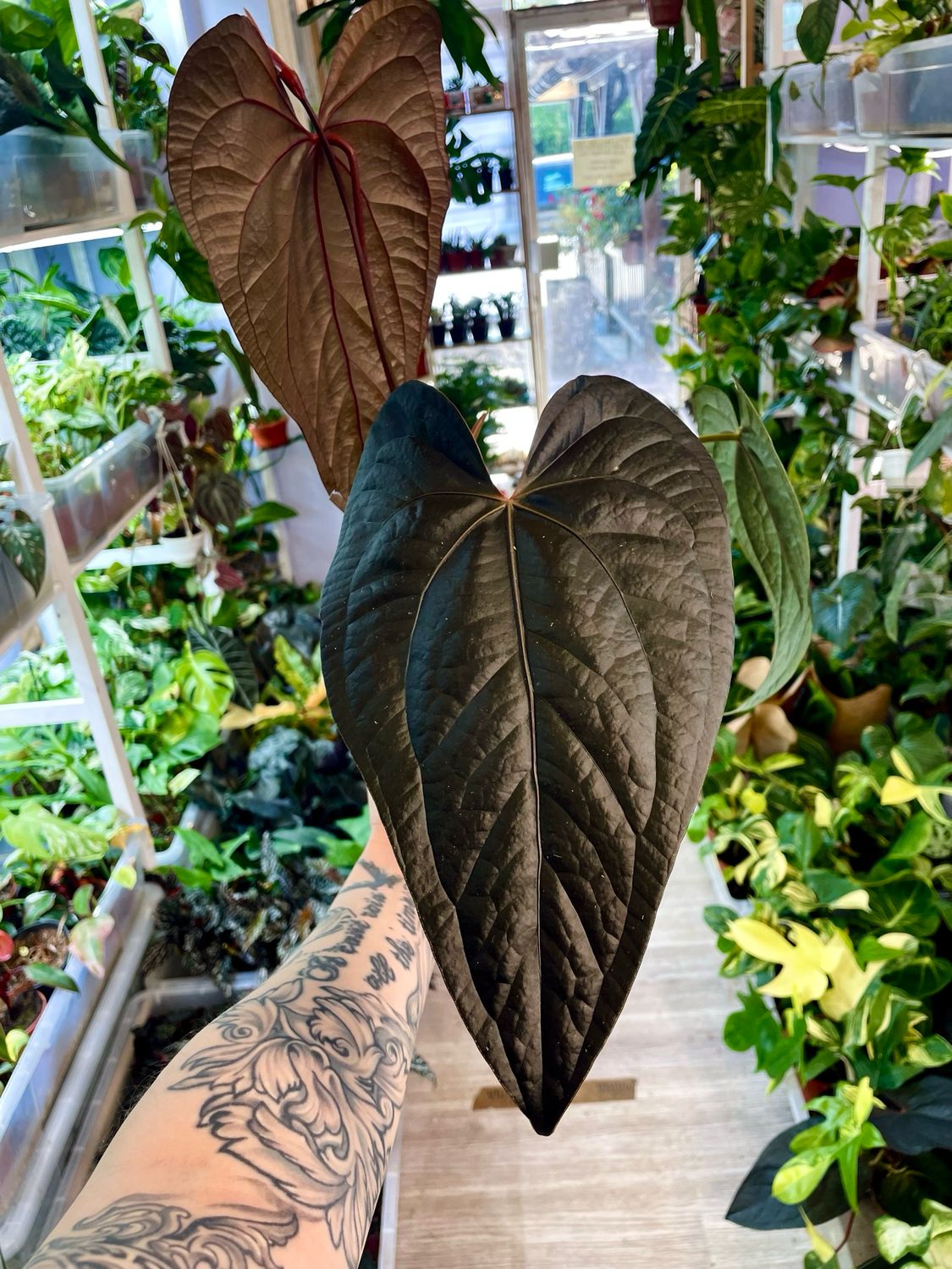 Anthurium Queen Of Hearts fi12