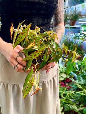 Begonia Amphioxus fi10,5