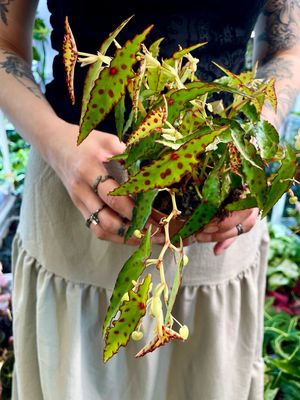 Begonia Amphioxus fi10,5