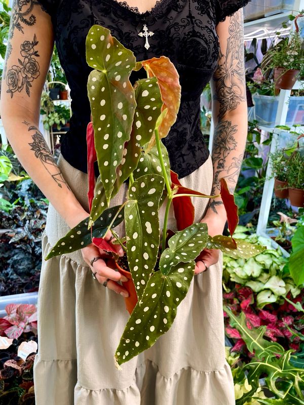 Begonia maculata wightii (točkasta begonija) fi12