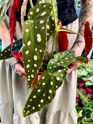 Begonia maculata wightii (točkasta begonija) fi12