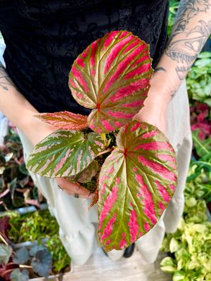 Begonia brevirimosa fi10,5