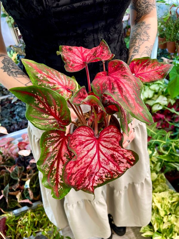 Caladium red fi 12