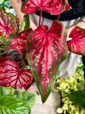 Caladium red fi 12