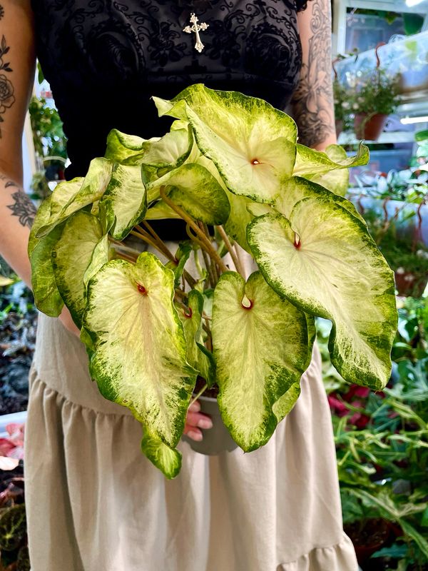 Caladium white fi12