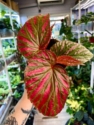 Begonia brevirimosa fi10,5