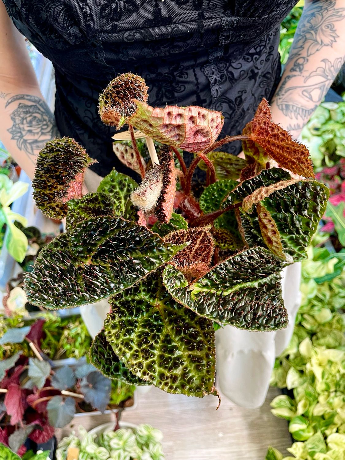 Begonia Ferox fi12