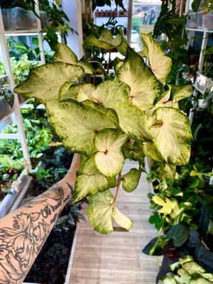 Caladium white fi12