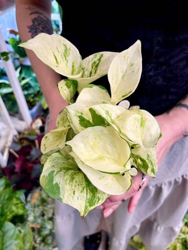 Epipremnum Aureum &#39;Happy Leaf&#39; &#39;Manjula Pothos&#39;