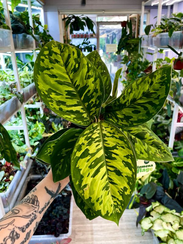 Homalomena Wallisii Camouflage fi12