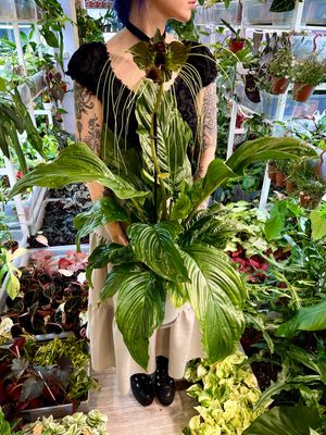 Bat flower (Tacca chantrieri) šišmiš cvijet/tigrovi brkovi orhideja fi17