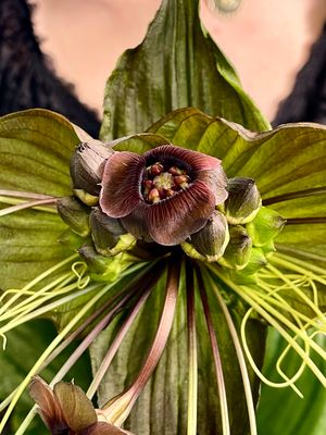 Bat flower (Tacca chantrieri) šišmiš cvijet/tigrovi brkovi orhideja fi17