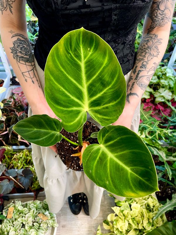 Philodendron Luxurians fi14