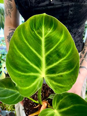 Philodendron Luxurians fi14