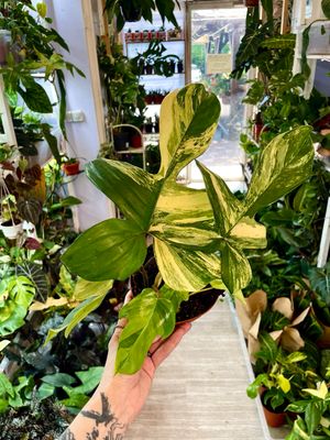 Philodendron Florida beauty fi14