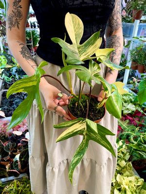 Philodendron Florida beauty fi14