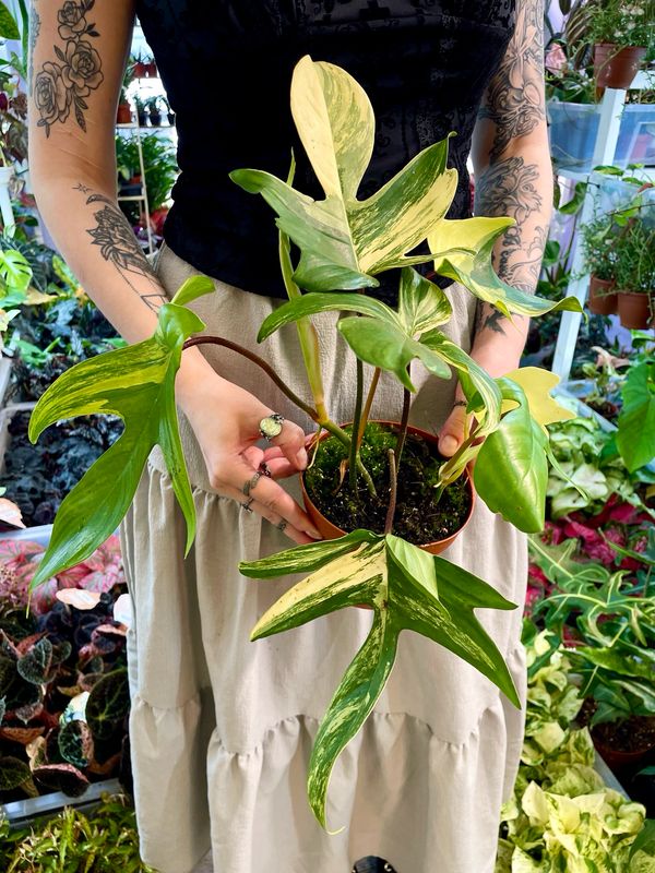 Philodendron Florida beauty fi14