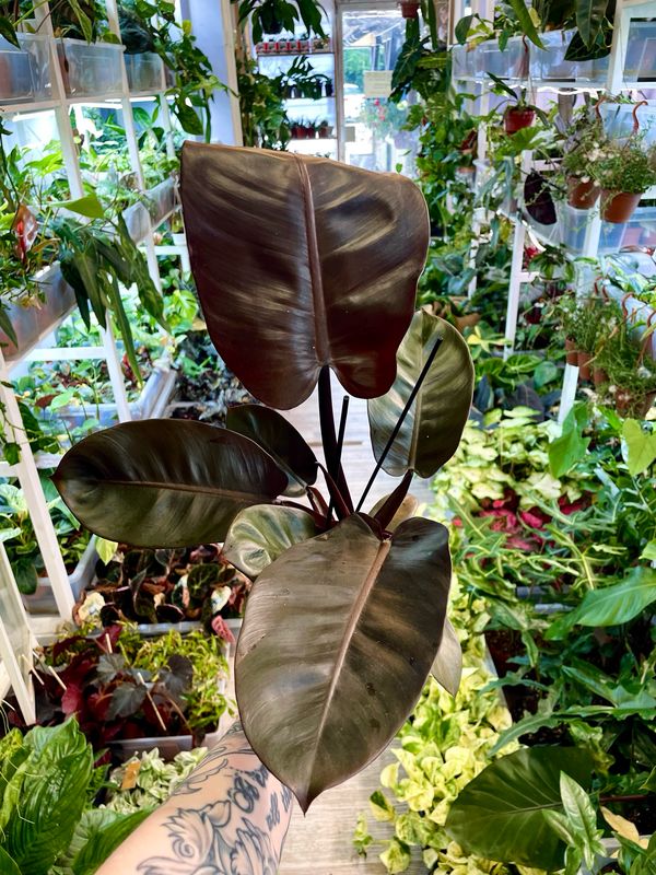 Philodendron Black Cardinal fi12