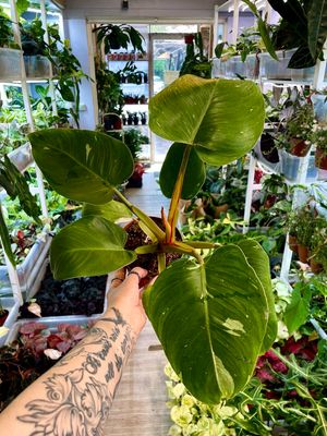 Philodendron white princess fi12