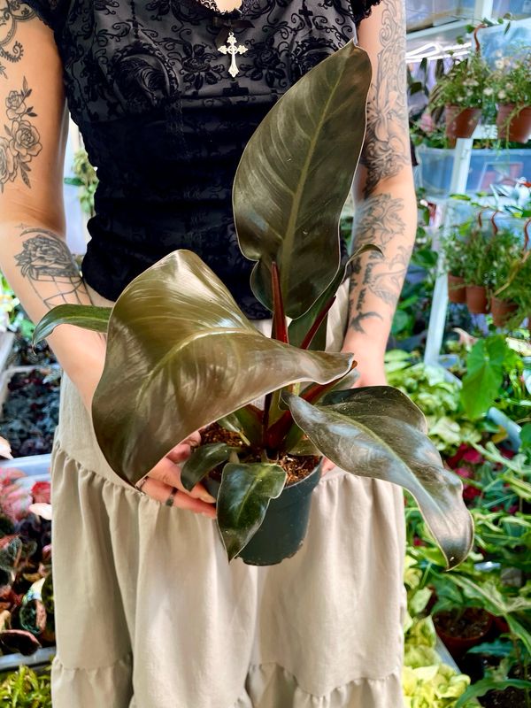 Philodendron imperial red fi12 
