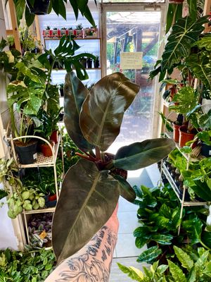 Philodendron imperial red fi12 