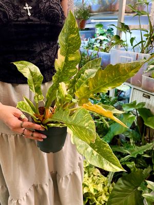 Philodendron ring of fire fi14