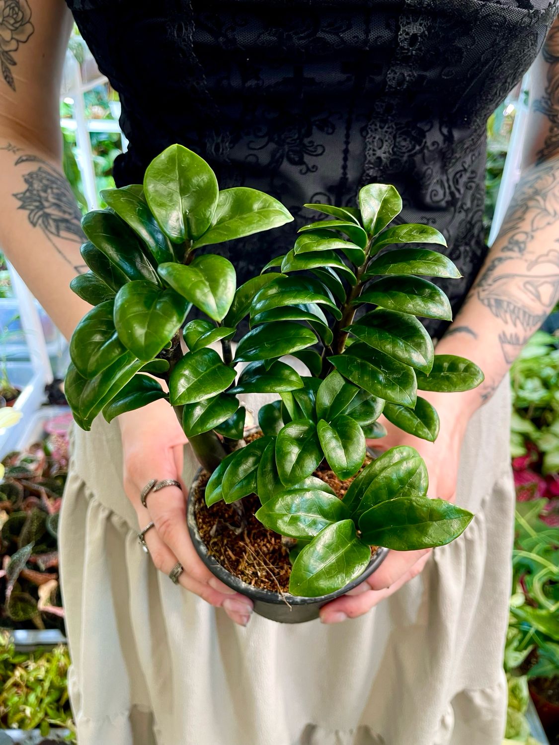 Zamioculcas zamiifolia zenzi (zz plant, zamija) fi11